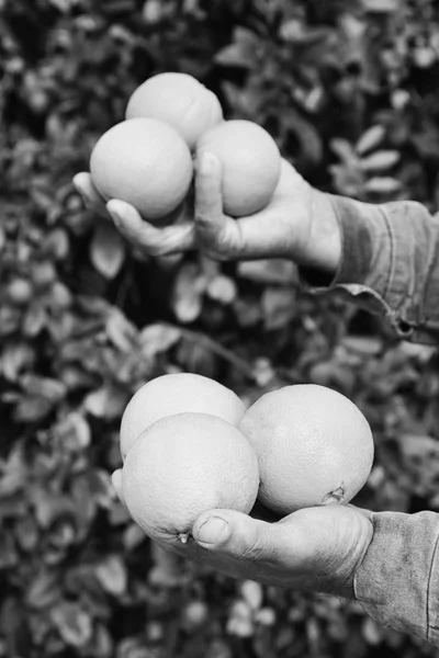 Colheita de laranjas sicilianas — Fotografia de Stock