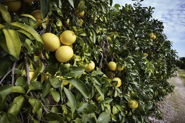 Grapefruits — Stock Photo, Image