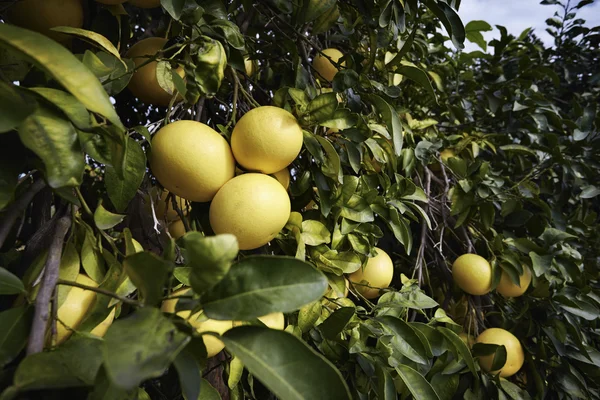 Grapefruits — Stockfoto