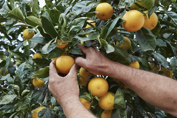 Sicilian oranges harvest — Stock Photo, Image