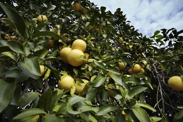 Grapefruits — Stockfoto