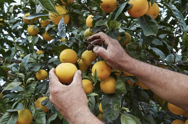 Sicilian oranges harvest — Stock Photo, Image