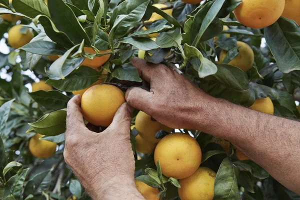 Sicilian oranges harvest — Stock Photo, Image