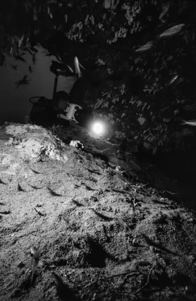 Diver filming school of shrimps — Stock Photo, Image