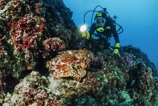 Diver nära stora skorpionfisk — Stockfoto