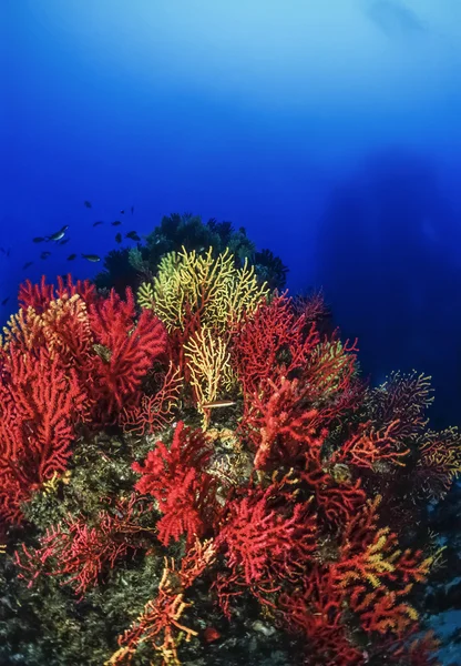 Red and yellow gorgonians — Stock Photo, Image