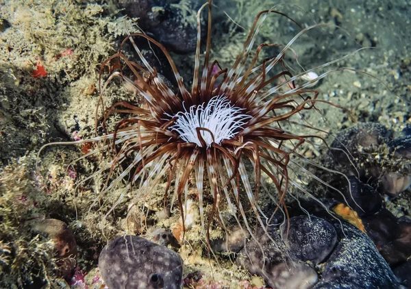 Deniz bitki — Stok fotoğraf