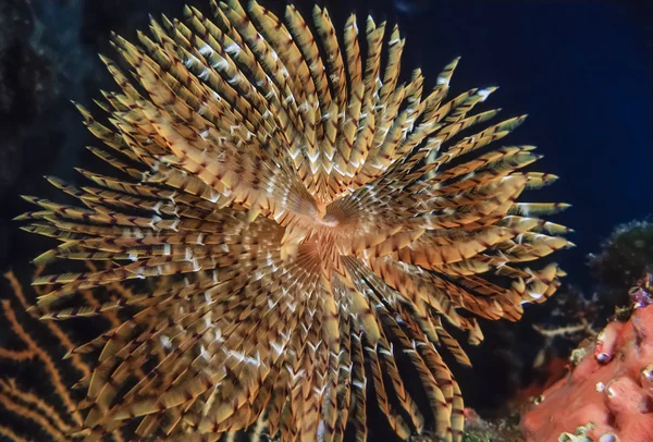 Spirograph underwater — Stock Photo, Image