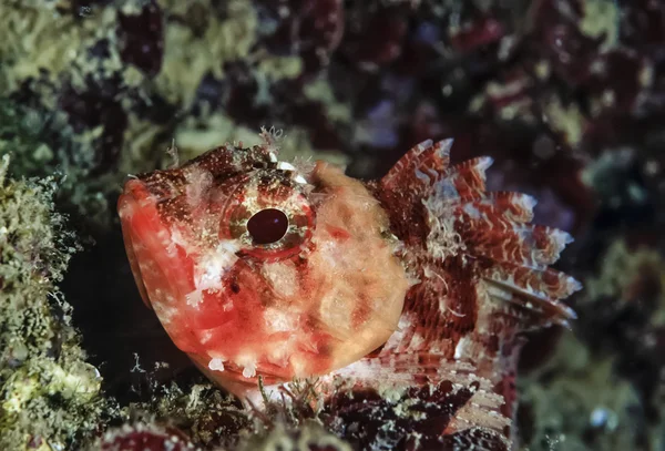 Küçük scorpionfish — Stok fotoğraf