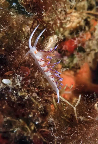 Nudibranch underwater — Stock Photo, Image