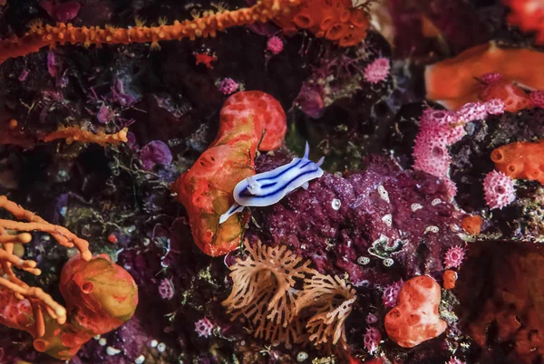 Nudibranch among corals — Stock Photo, Image