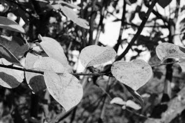 Ihlamur ağacı yaprakları sonbaharda