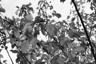 Ihlamur ağacı yaprakları sonbaharda