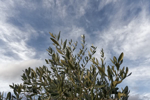 Olive tree — Stock Photo, Image