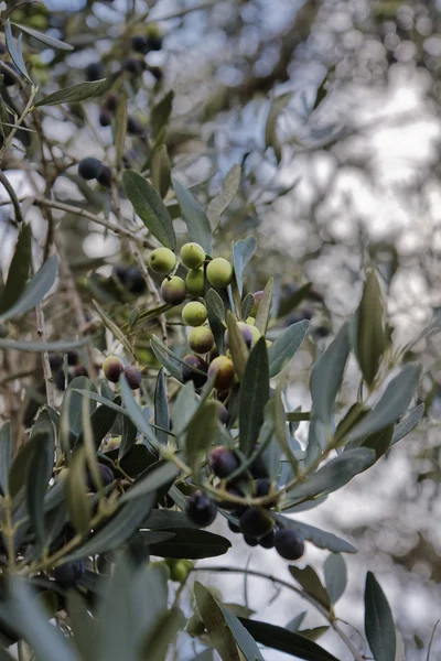 Olive tree — Stock Photo, Image