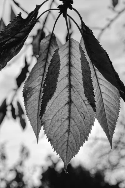 Ihlamur ağacı yaprakları — Stok fotoğraf