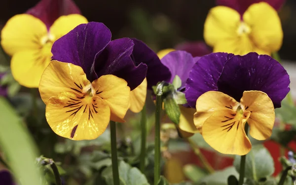 Violetas no jardim — Fotografia de Stock