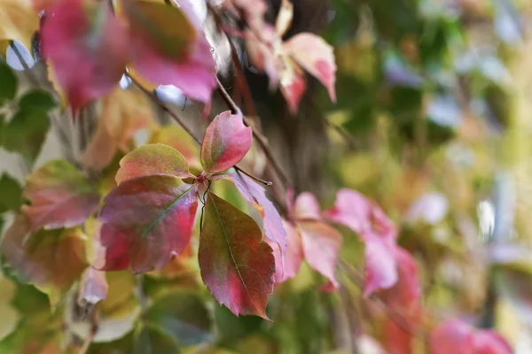 Hojas de otoño — Foto de Stock