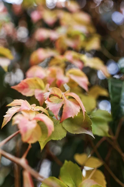 Autumn leaves — Stock Photo, Image