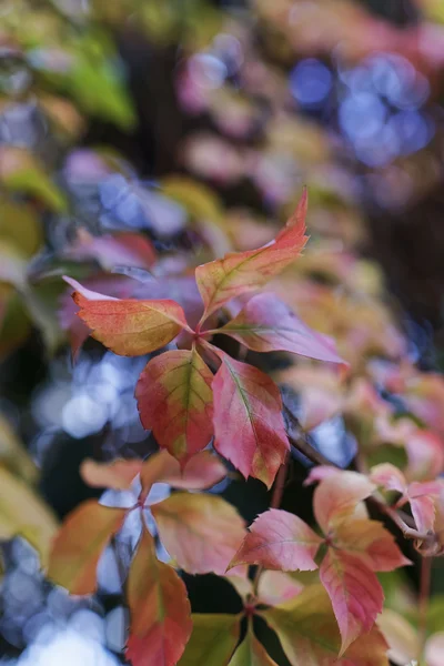 Herbstblätter — Stockfoto