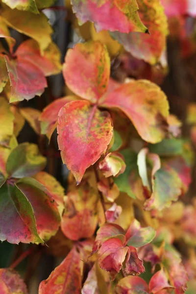 Folhas de uva — Fotografia de Stock