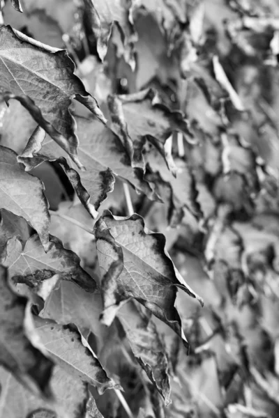 Fox grape leaves — Stock Photo, Image