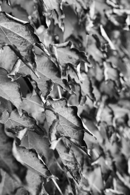 Sonbahar Yaprakları