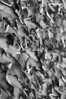 Sonbahar Yaprakları