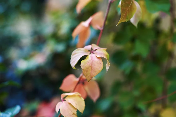 Herbstblätter — Stockfoto