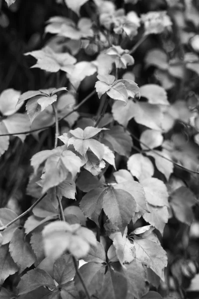 Herbstblätter — Stockfoto