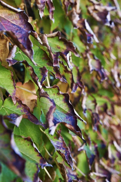 Herbstblätter — Stockfoto