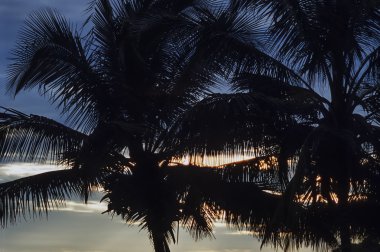 Hindistan cevizi ağaçları