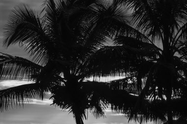 Hindistan cevizi ağaçları