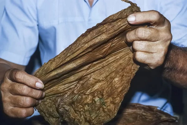 Kubańskiego tytoniu — Zdjęcie stockowe