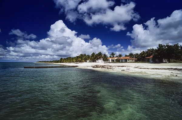 Kókusz pálmafák beach — Stock Fotó