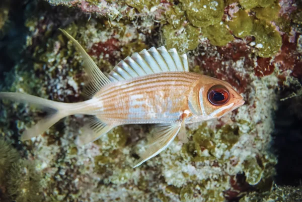 Kleine tropische vissen — Stockfoto