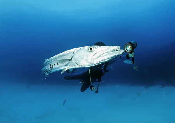 Dalgıç büyük Barracuda yakın — Stok fotoğraf