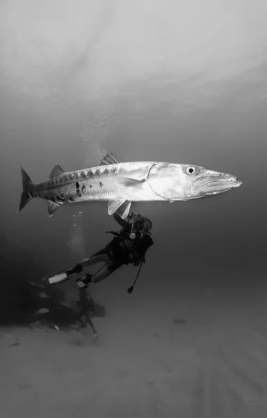 Mergulhador tirando fotos de peixes — Fotografia de Stock