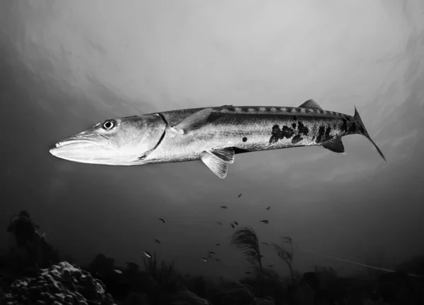 オニカマスを魚します。 — ストック写真