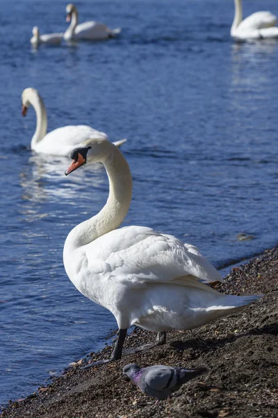 Schwäne im See — Stockfoto