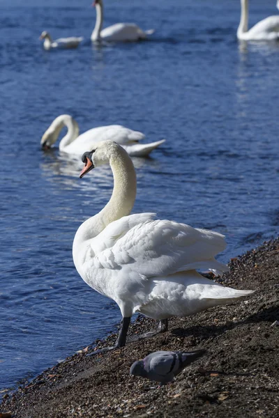 Cisnes no lago — Fotografia de Stock