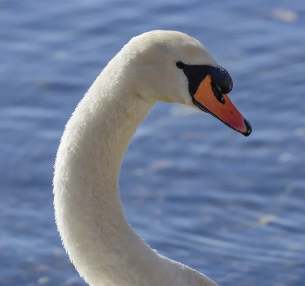 Cisne en el lago — Foto de Stock