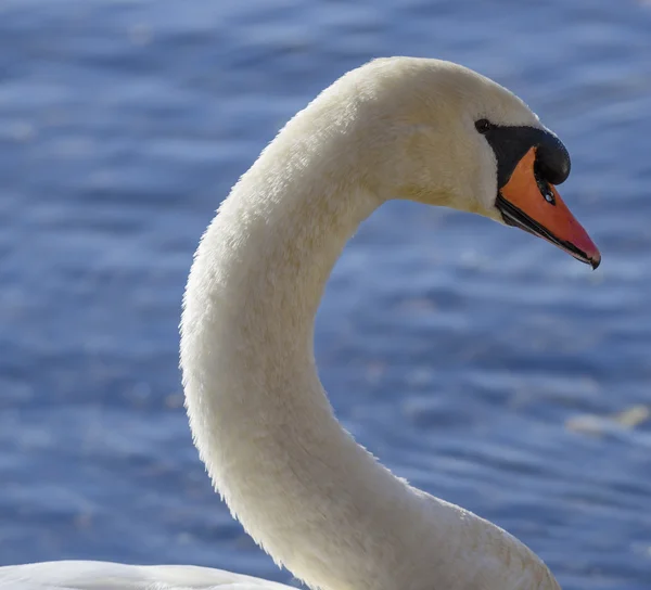 Лебедь в озере — стоковое фото