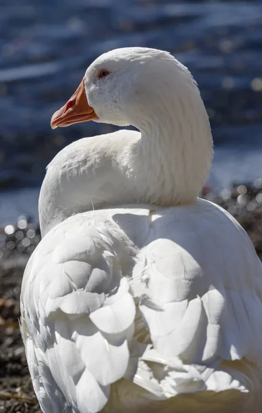 Cisne no lago — Fotografia de Stock