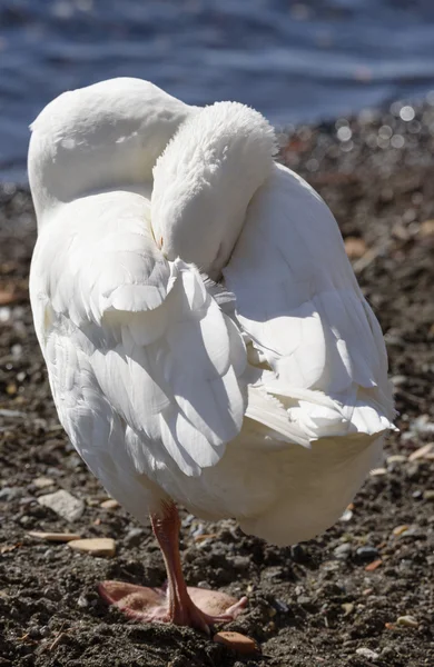 Cisne no lago — Fotografia de Stock