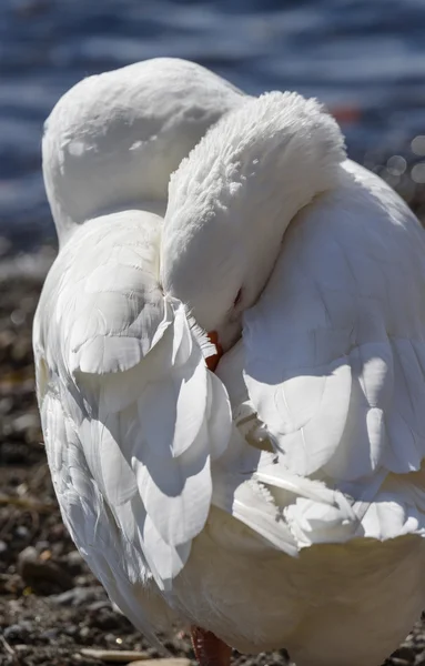 Cisne en el lago — Foto de Stock