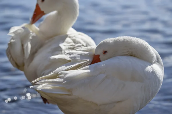 Cisnes en el lago — Foto de Stock