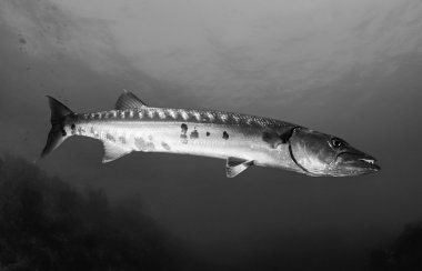 Büyük Barracuda balık