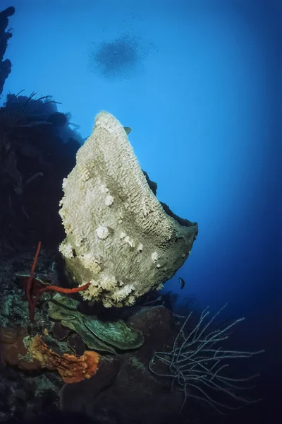Gąbki wazonie w Morze Karaibskie — Zdjęcie stockowe