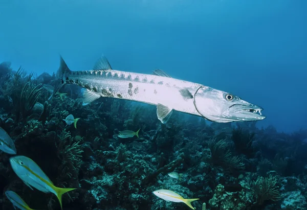 그레이트 바라쿠다 물고기 — 스톡 사진